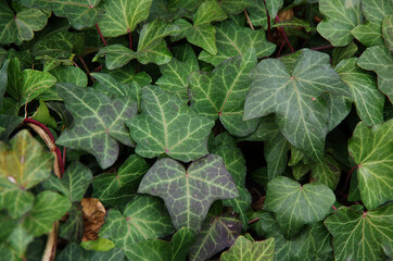 leaves of a plant