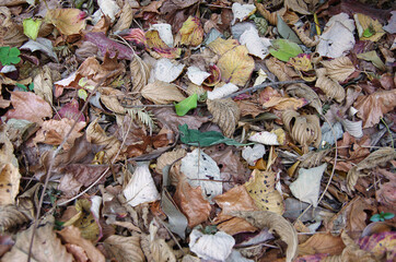 autumn leaves in the ground