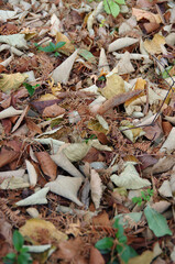 autumn leaves on the ground