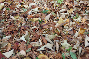 autumn leaves on the ground