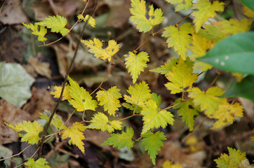 autumn leaves in the forest
