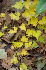 autumn leaves in the park