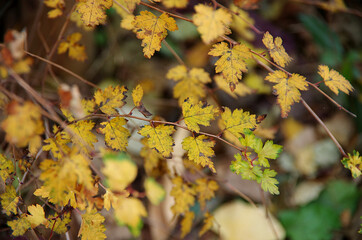 autumn leaves in the park