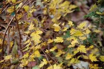 autumn leaves background