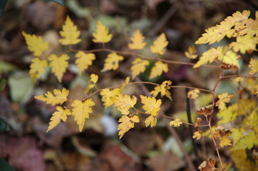 autumn leaves in the forest