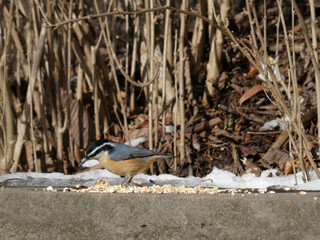 Nuthatch bird sitting on the stone fence