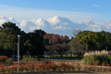 葉っぱが散り始めたメタセコイアが見える地平方向に、大きな雪雲が浮かんでいる公園の風景
