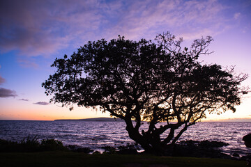 Fototapeta na wymiar Tree In A Maui Sunset