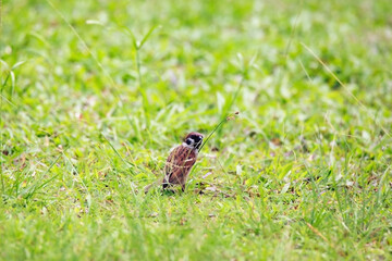 Sparrows play and forage in the grass
