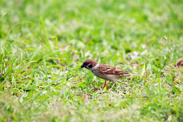 Sparrows play and forage in the grass