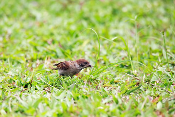 Sparrows play and forage in the grass