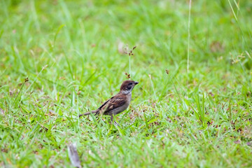 Sparrows play and forage in the grass