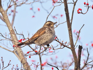 Tokyo,Japan-December 29, 2020: Closeup of Dusky Thrush or Tsugumi on a Dogwood branch
