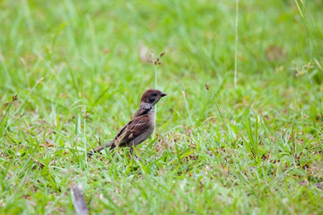 Sparrows play and forage in the grass