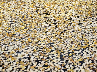 Tokyo,Japan-December 25, 2020: Gingko leaves floating on a pond
