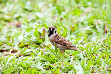 Sparrows play and forage in the grass