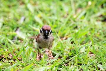 Sparrows play and forage in the grass