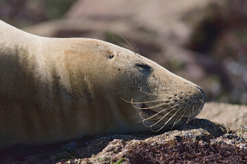 A seal on the shore
