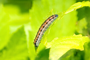 Hawthorn caterpillar eating a leaf, selective focus