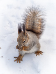 Naklejka na ściany i meble The squirrel sits on white snow with nut in winter.
