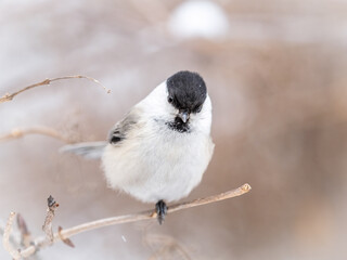 Cute bird the willow tit, song bird sitting on a branch without leaves in the winter.