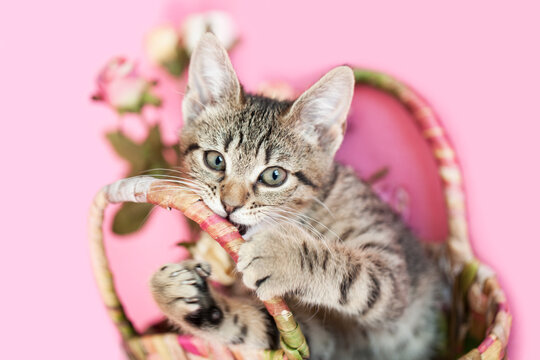 Brown tabby kitten inside a woven straw basket playing, pink background.