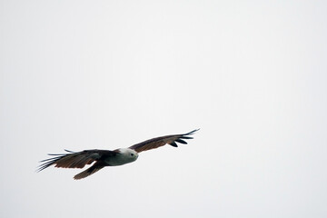 Fototapeta na wymiar An eagle playing in the air