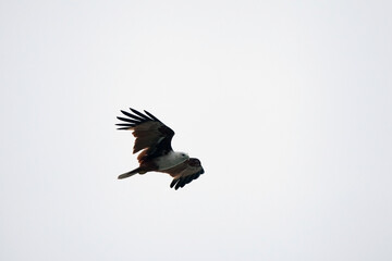 An eagle playing in the air