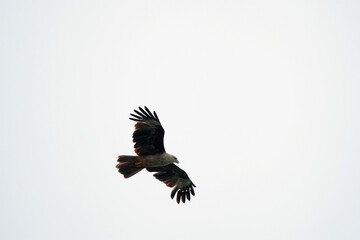 An eagle playing in the air