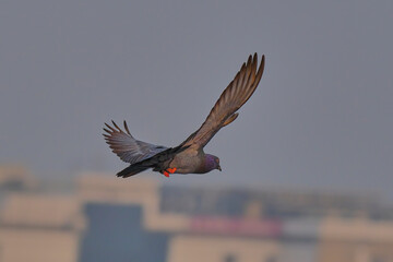 Rock Pigeon isolated on sky