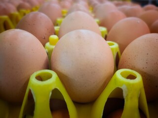 eggs in a row