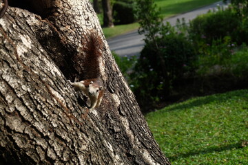 
Squirrel or Climb or Animal