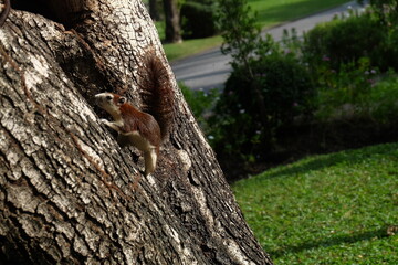 
Squirrel or Climb or Animal