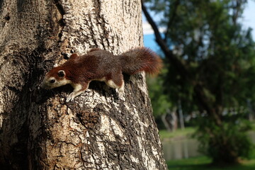 
Squirrel or Climb or Animal
