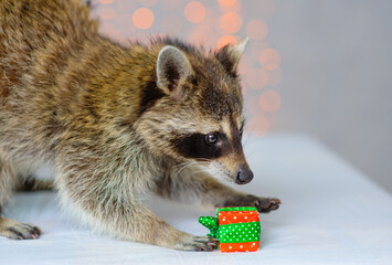 A raccoon in a harness lies against the background of holiday lanterns and hugs a small gift with...