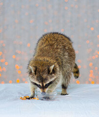 The raccoon washes his paws in a bowl of water and sprinkled everything around. Exotic pets concept