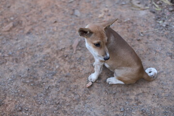 Stray dogs protected in animal shelters in Thailand