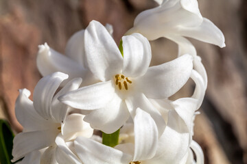 Obraz na płótnie Canvas White hyacinth flowerhead