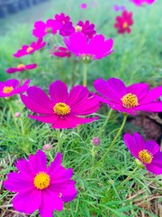 pink cosmos flowers