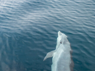 Common Dolphins Bubbling and Breaching the Surface