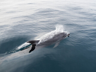 Fototapeta premium Common Dolphins Bubbling and Breaching the Surface