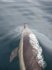 Common Dolphins Bubbling and Breaching the Surface