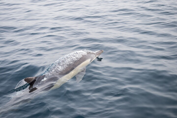 Naklejka premium Common Dolphins Bubbling and Breaching the Surface