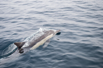 Naklejka premium Common Dolphins Bubbling and Breaching the Surface