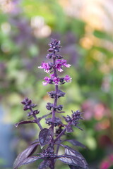Blosspm of purple basil, green -purple basil plant, ocimum  basilicum plant, Green basil, Ocimum álbum, American basil, Saint-Joseph's-wort plant 