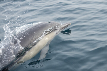 Fototapeta premium Common Dolphins Bubbling and Breaching the Surface
