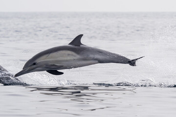 Fototapeta premium Common Dolphins Bubbling and Breaching the Surface