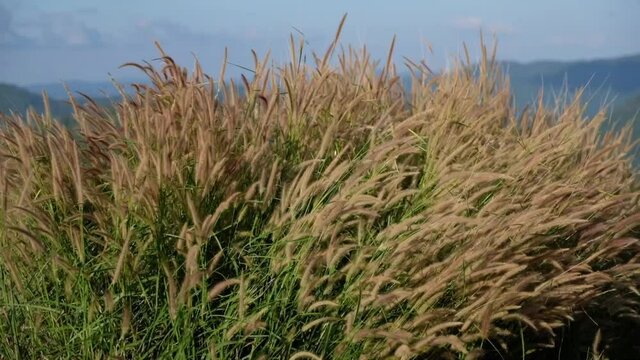 Slow motion of Desho grass or grass flowers blowing in the wind