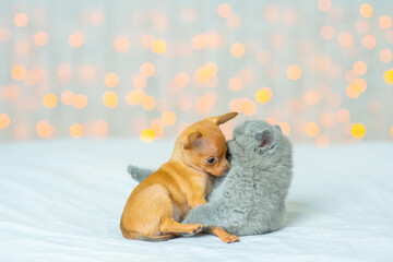 Fototapeta na wymiar Little toy terrier puppy sniffs a fluffy gray kitten against the background of lights