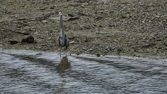 A Great Blue Heron takes flight after fishing in Fraser Valley, British Columbia, Canada